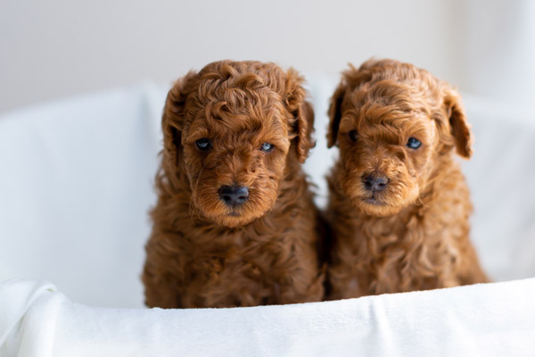 岩手県紫波郡紫波町・矢巾町のトリミング ココ・シャロン ＆ ペットホテル 愛犬シャロン